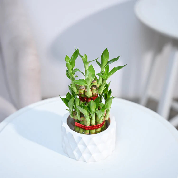 Lucky Bamboo Plant (2 layers)