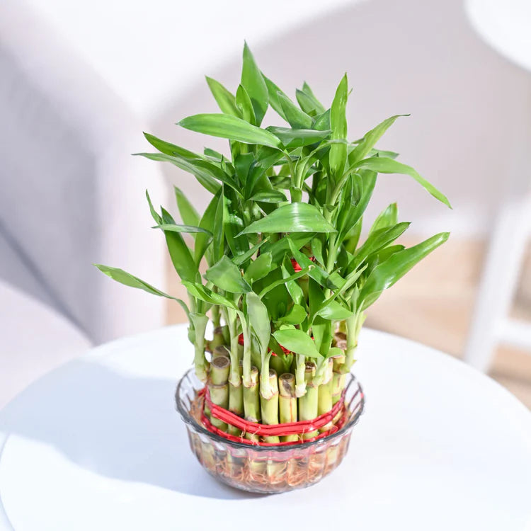 Lucky Bamboo Plant (3 layers)