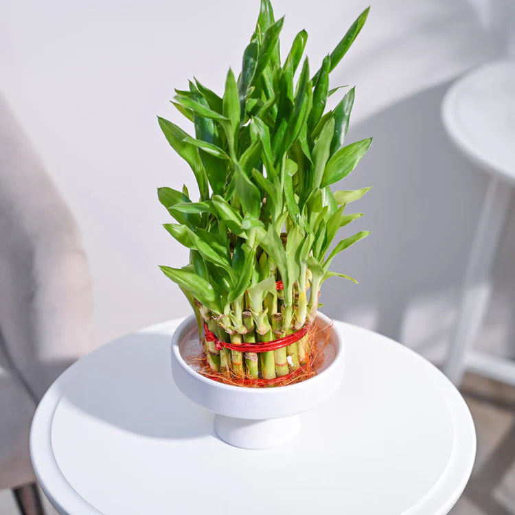 Lucky Bamboo Plant (3 layers)