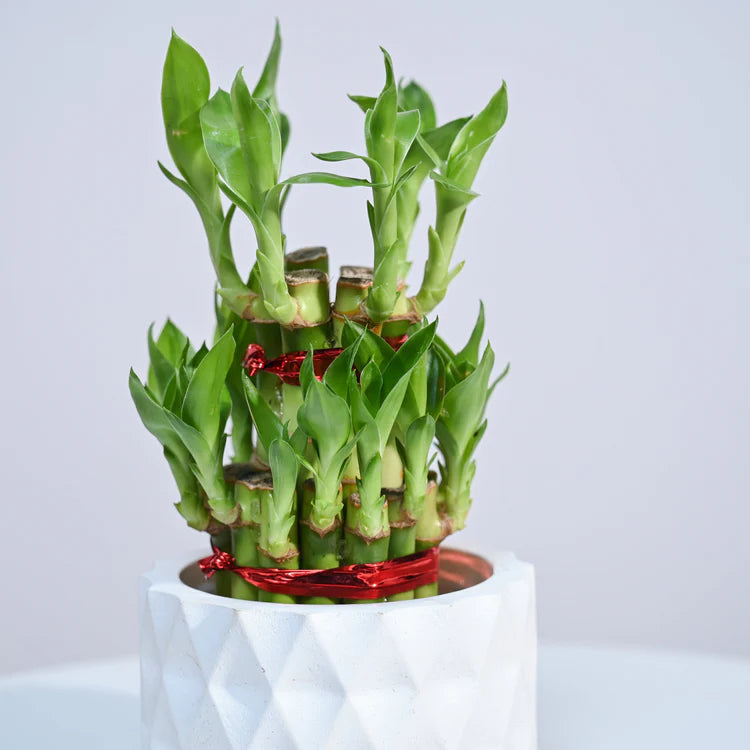 Lucky Bamboo Plant (2 layers)