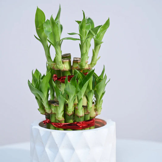 Lucky Bamboo Plant (2 layers) - Bundle of 3