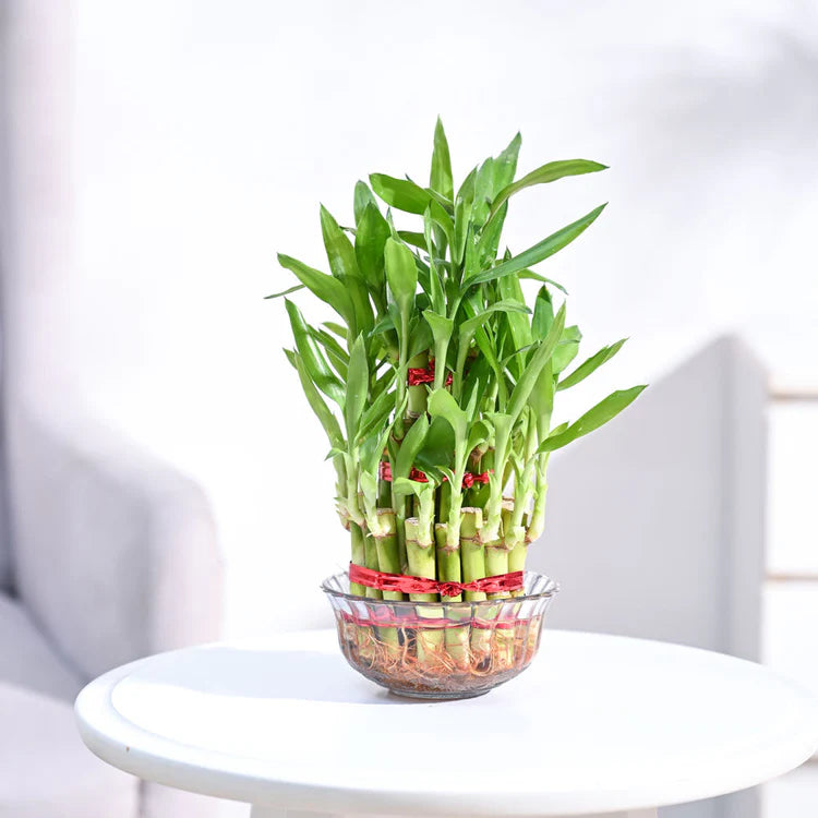 Lucky Bamboo Plant (3 layers)