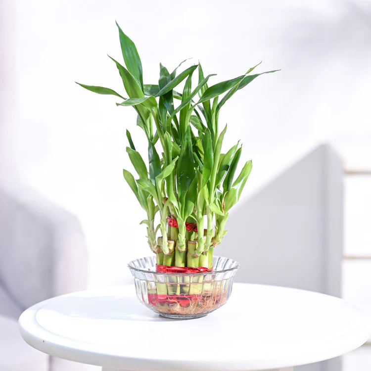 Lucky Bamboo Plant (2 layers)