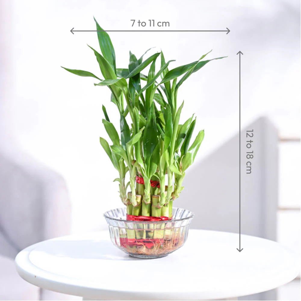 Lucky Bamboo Plant (2 layers)