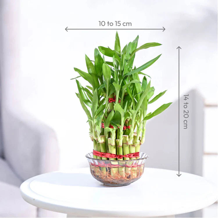 Lucky Bamboo Plant (3 layers)